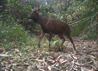 LEMSACHENLOK field stories and community conservation gallery