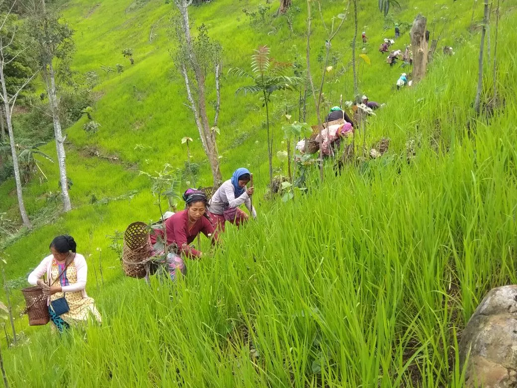 Livelihood and agricultural initiative